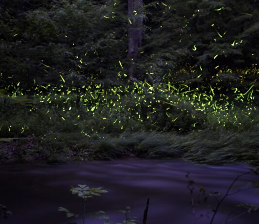 Pa. to conduct first-ever state-wide firefly inventory Pennsylvania Firefly Festival