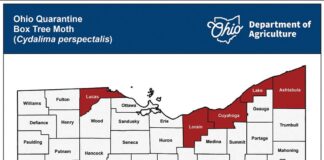 Box tree moth quarantine expands in Ohio, West Virginia
