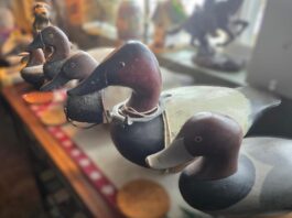 The King of the Marsh: Why the canvasback duck depends on wetland conservation