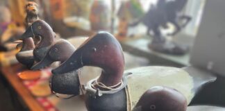 The King of the Marsh: Why the canvasback duck depends on wetland conservation