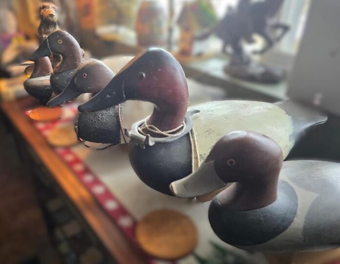 canvasback decoys 2RGB