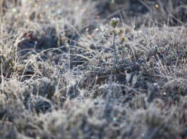 Now’s the time to show your love for legumes with frost seeding