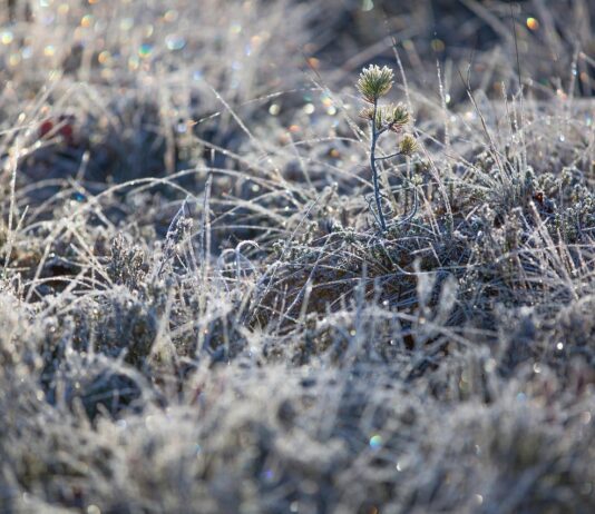 Now’s the time to show your love for legumes with frost seeding