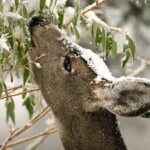 Healthy deer herds don’t happen by accident