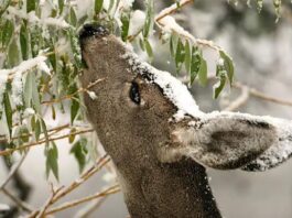 Healthy deer herds don’t happen by accident
