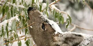 Healthy deer herds don’t happen by accident