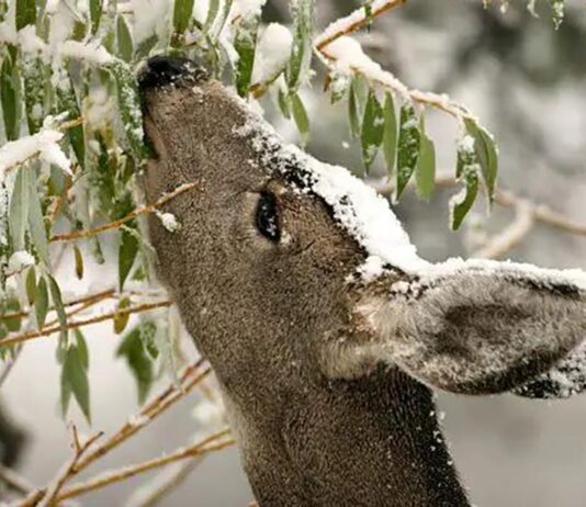 Healthy deer herds don’t happen by accident