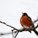 Sunburns and short Sleeves: Surviving the Northern Plains’ false spring