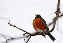 Sunburns and short Sleeves: Surviving the Northern Plains’ false spring
