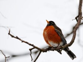 Sunburns and short Sleeves: Surviving the Northern Plains’ false spring