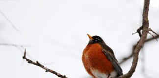 Sunburns and short Sleeves: Surviving the Northern Plains’ false spring