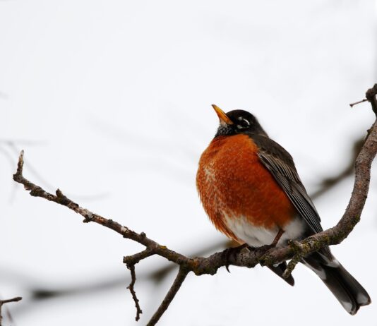 Sunburns and short Sleeves: Surviving the Northern Plains’ false spring