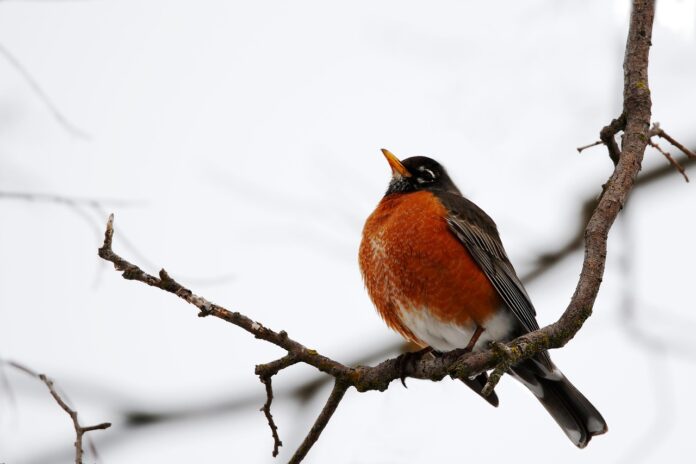 american robin pixabay