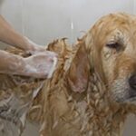 Skunk wrestling and nuisance calls: A wildlife officer’s honest advice