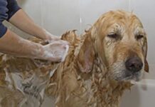 Skunk wrestling and nuisance calls: A wildlife officer’s honest advice