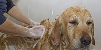 Skunk wrestling and nuisance calls: A wildlife officer’s honest advice