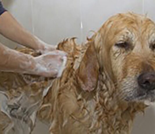 Skunk wrestling and nuisance calls: A wildlife officer’s honest advice