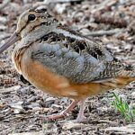 The sky dance: Witnessing the American woodcock’s spring ritual