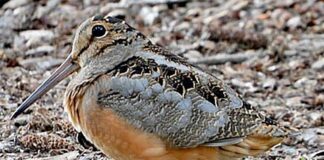 The sky dance: Witnessing the American woodcock’s spring ritual