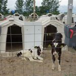 Ready for social housing? Your first steps for preweaned calves