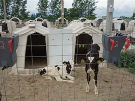 Ready for social housing? Your first steps for preweaned calves