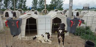 Ready for social housing? Your first steps for preweaned calves