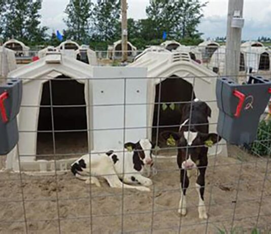 Ready for social housing? Your first steps for preweaned calves