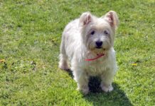 ‘I can spot a Sutherland Westie from a mile away’