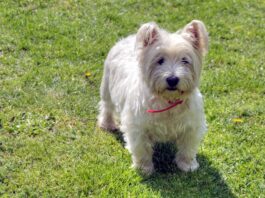 ‘I can spot a Sutherland Westie from a mile away’
