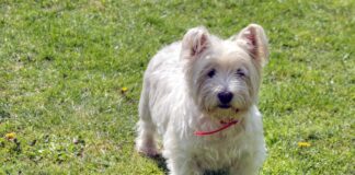 ‘I can spot a Sutherland Westie from a mile away’