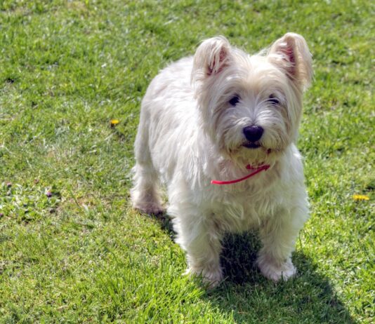 ‘I can spot a Sutherland Westie from a mile away’