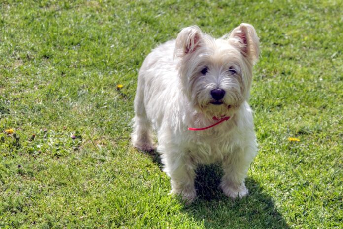 westie