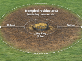How to repair mud and hay feeding damage after winter feeding