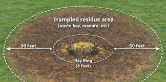 How to repair mud and hay feeding damage after winter feeding