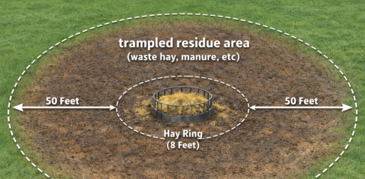 How to repair mud and hay feeding damage after winter feeding