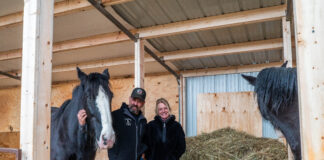 Saving the Shire: Greenlee Farms preserves, promotes rare draft horse breed Greenlee Farms