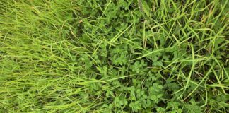 Evaluating pasture damage: Is it time to renovate or repair?