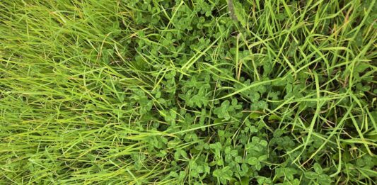 Evaluating pasture damage: Is it time to renovate or repair?