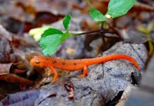 The Eastern newt: An amphibian with a disordered life cycle