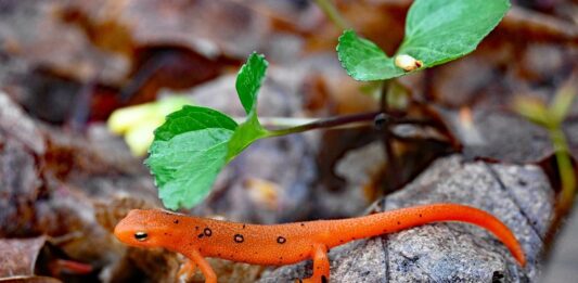 The Eastern newt: An amphibian with a disordered life cycle