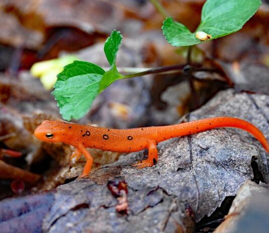 The Eastern newt: An amphibian with a disordered life cycle
