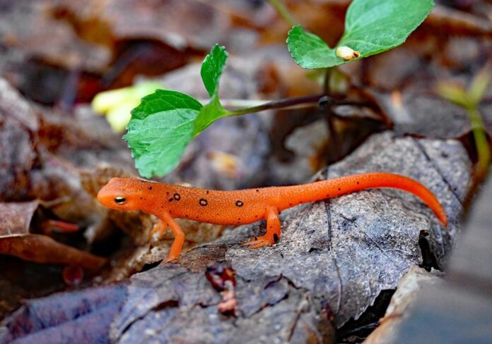 FEATURE PHOTO 1 The juvenile Red EftRGB