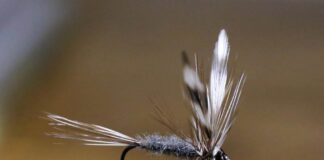 The Adams Fly: How a legend was born