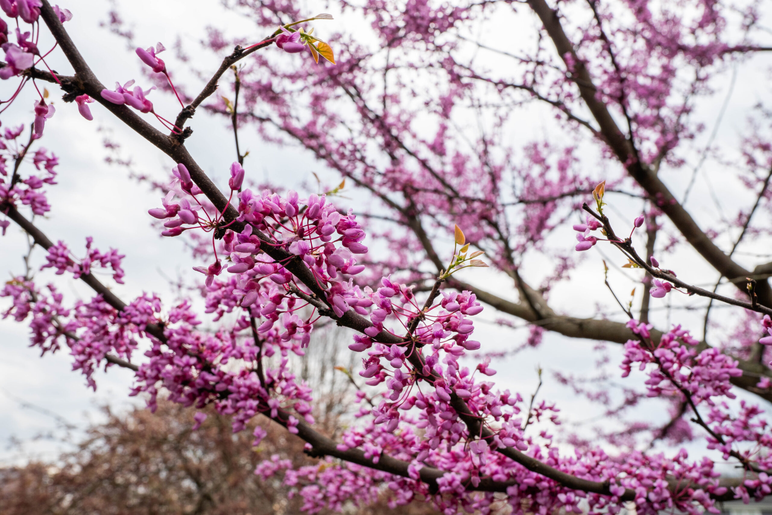 eastern redbud tree