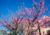How to make eastern redbud jam eastern redbud tree