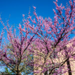 How to make eastern redbud jam eastern redbud tree