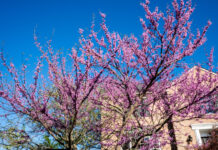 eastern redbud tree