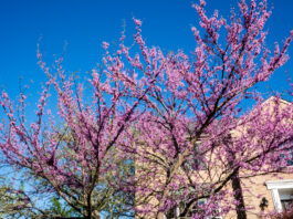 eastern redbud tree
