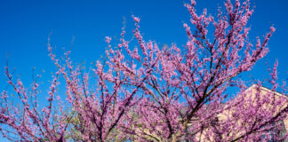 How to make eastern redbud jam eastern redbud tree
