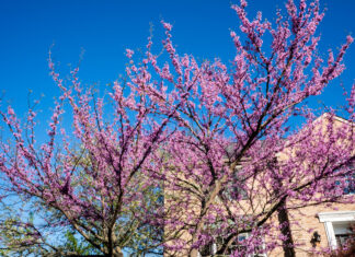 eastern redbud tree